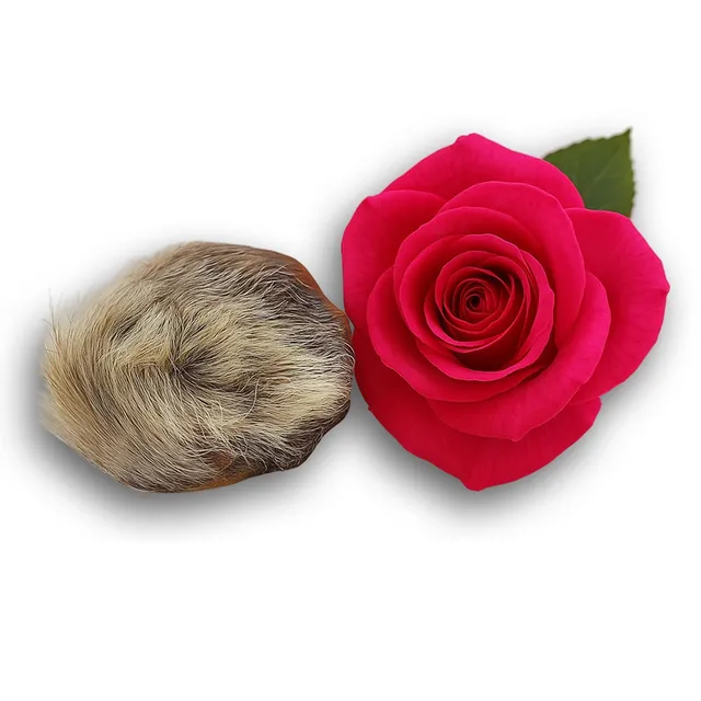 Lost Tribe Oil Rose & Musk huile de parfum 1 g rose
