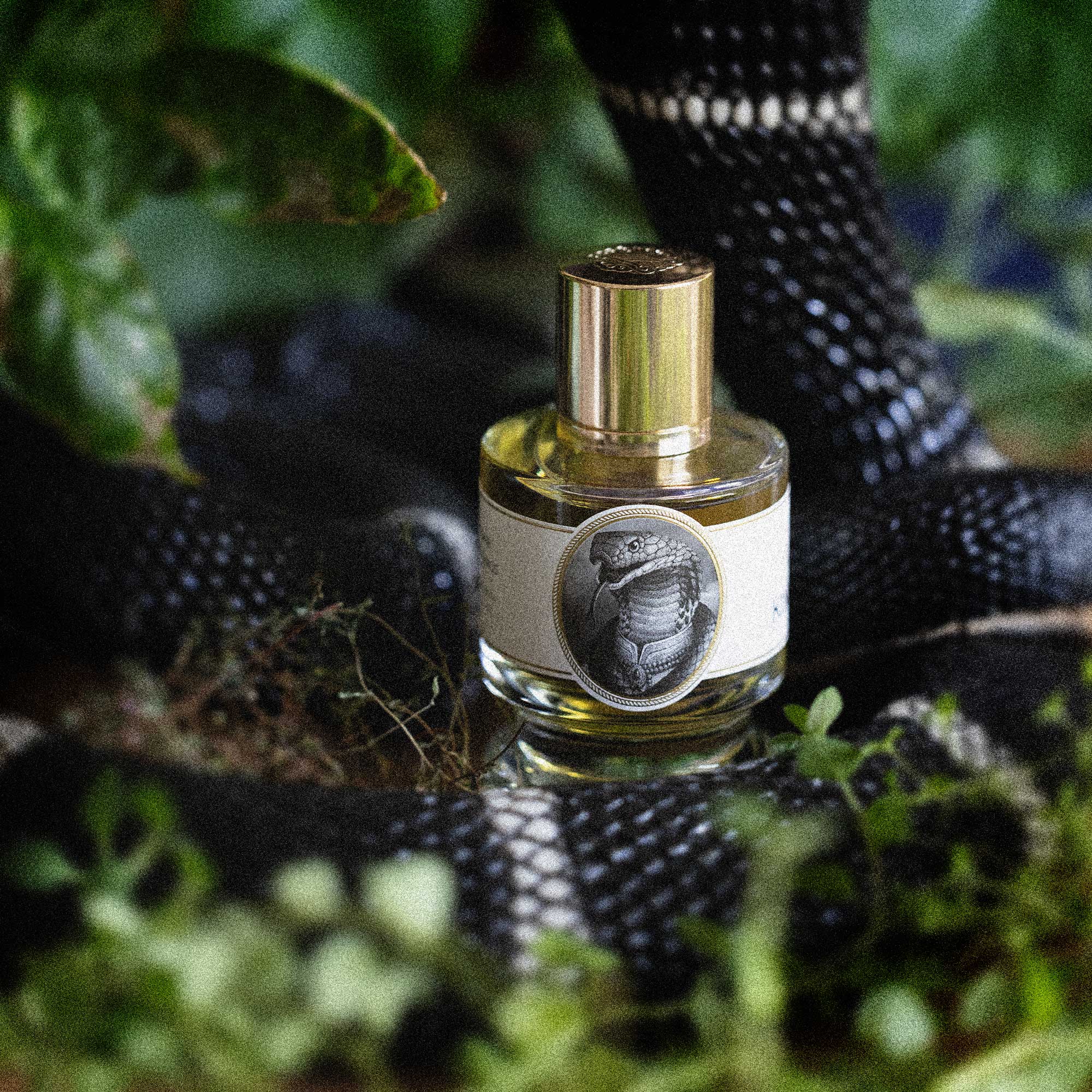 Zoologist King Cobra extrait de parfum 60 ml encens vert